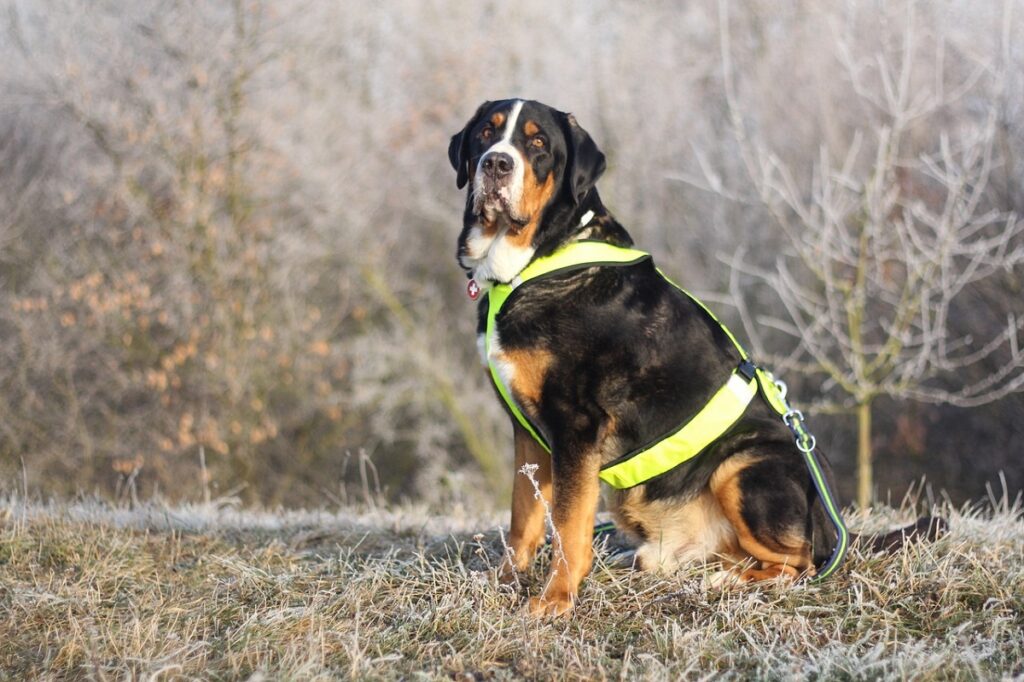 races de chiens de montagne suisses
