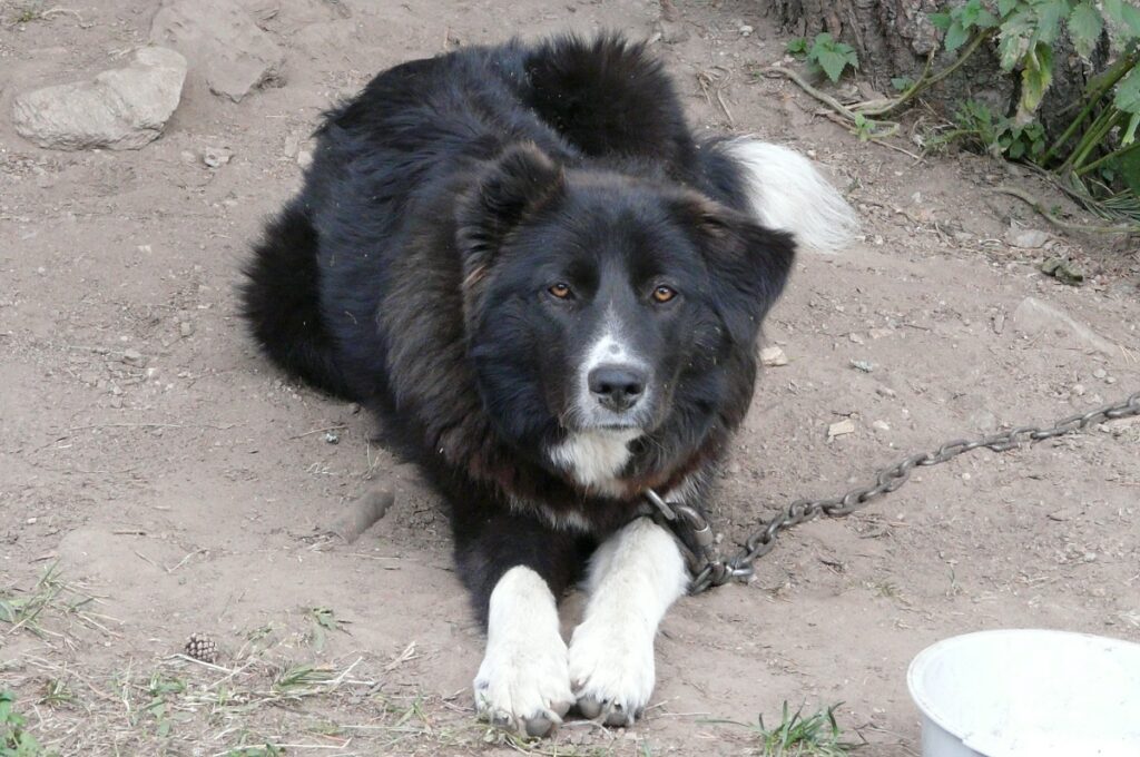 le chien de montagne
