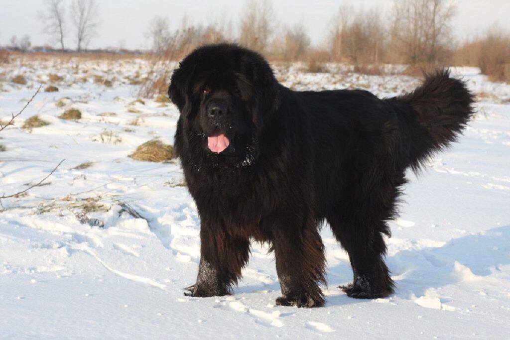 bouvier bernois tout noir
