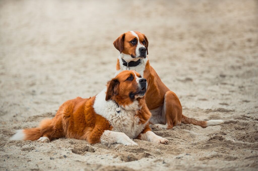 chiens de type sennenhund
