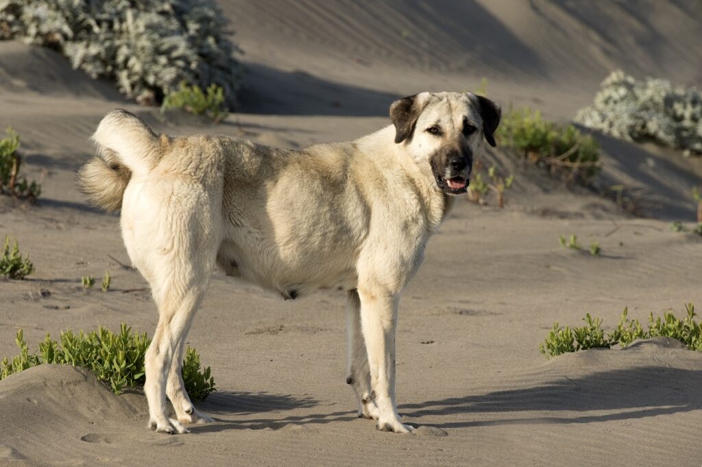 grands chiens de berger
