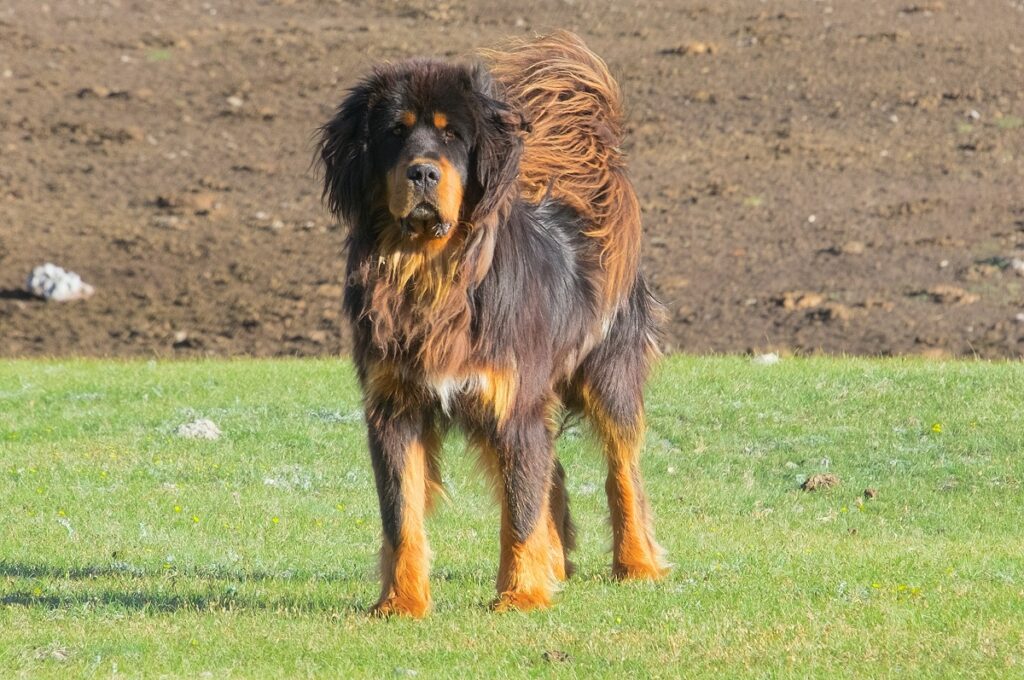 race de chien de montagne
