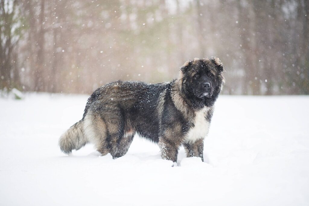 chien de montagne géant
