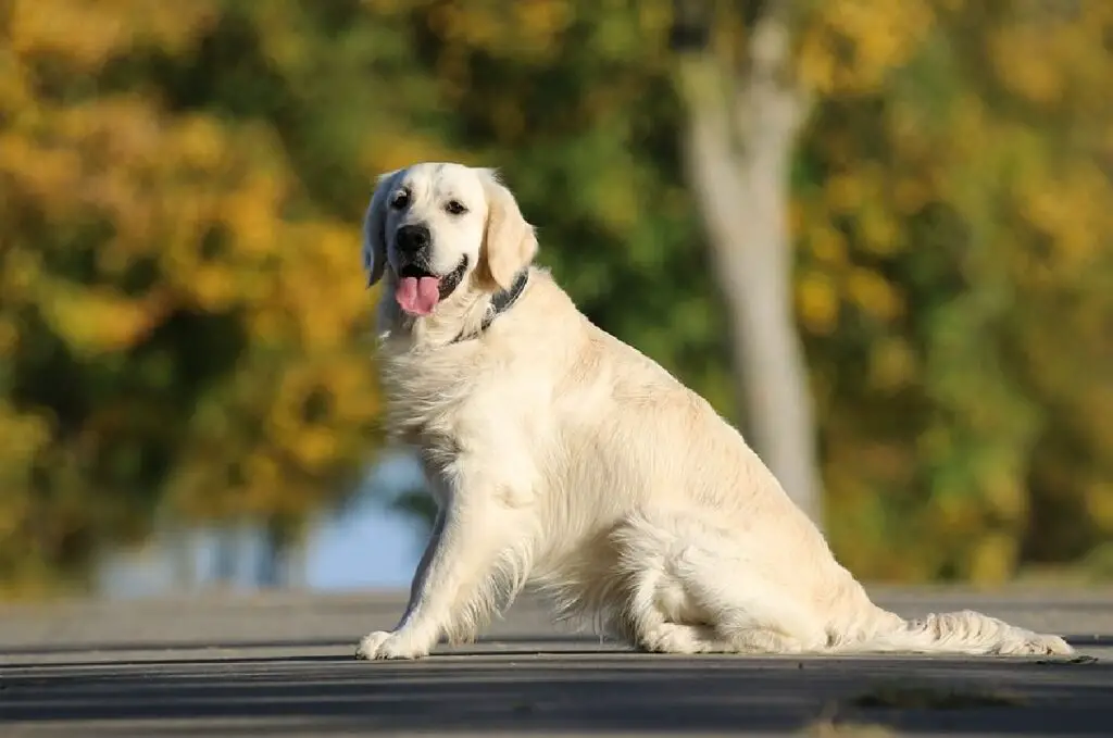 meilleurs chiens pour les nouveaux propriétaires
