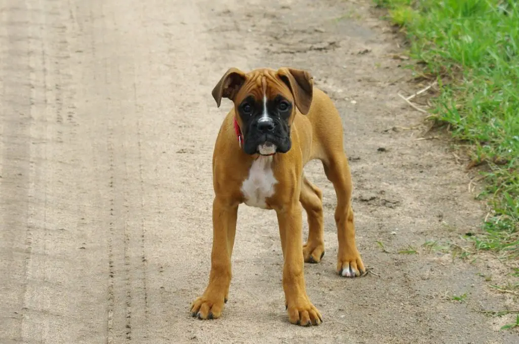 chiens pour nouveaux propriétaires
