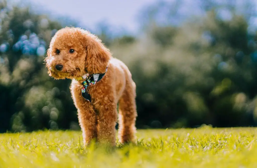 meilleurs chiens à posséder
