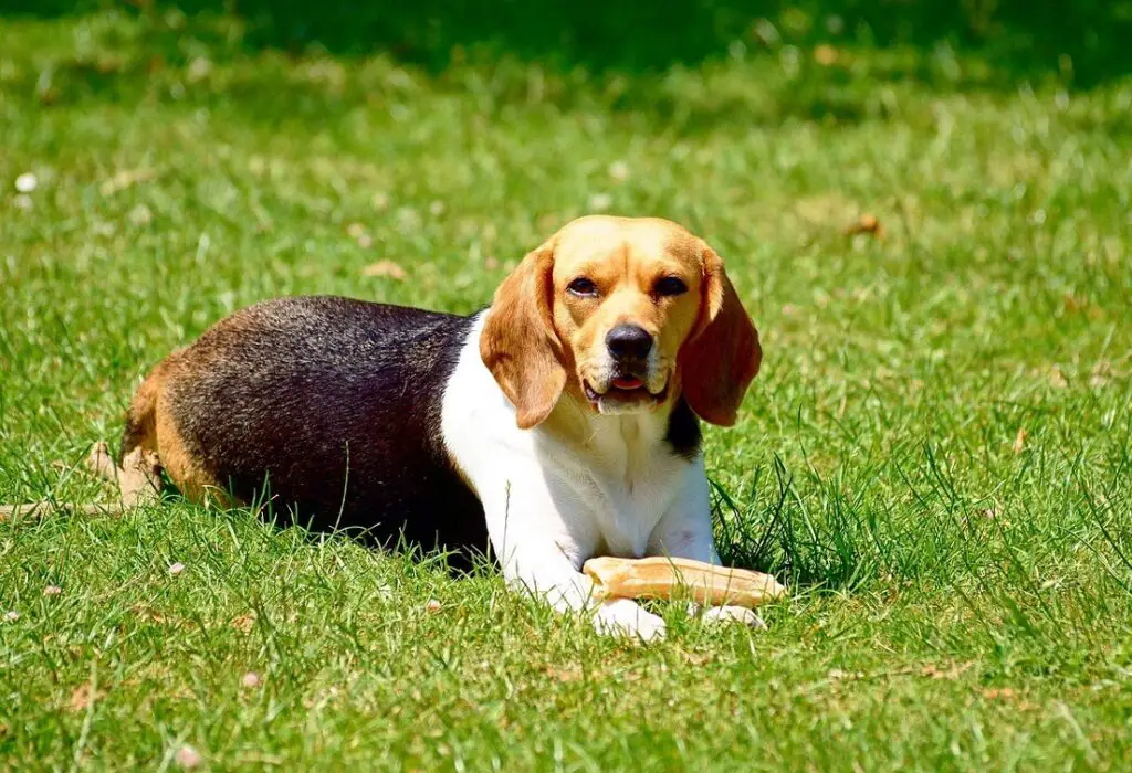 meilleurs chiens pour débutants
