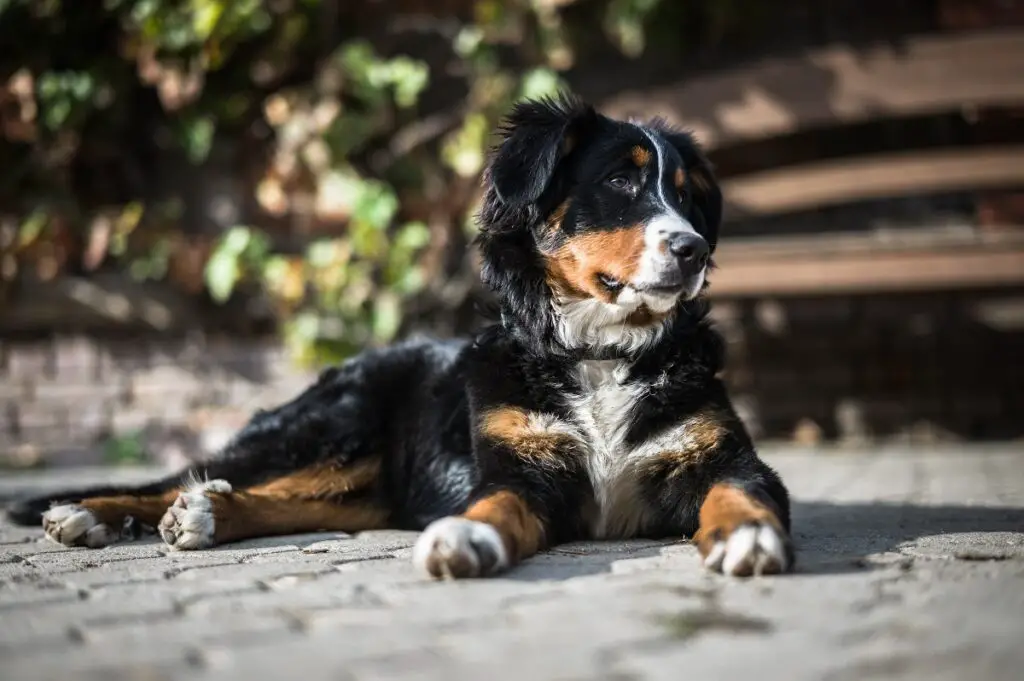 meilleures races de chiens de taille moyenne pour les nouveaux propriétaires
