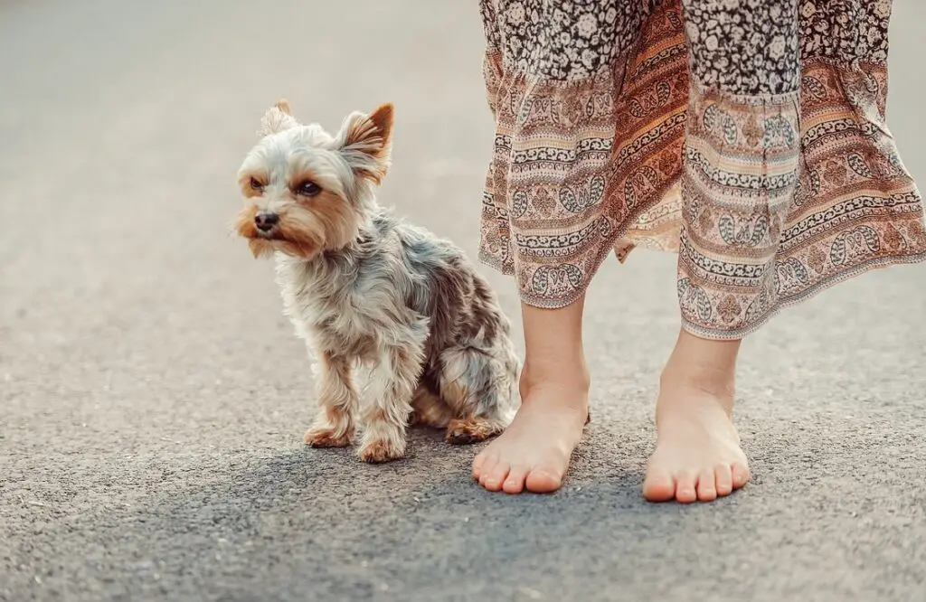 meilleurs chiens à avoir
