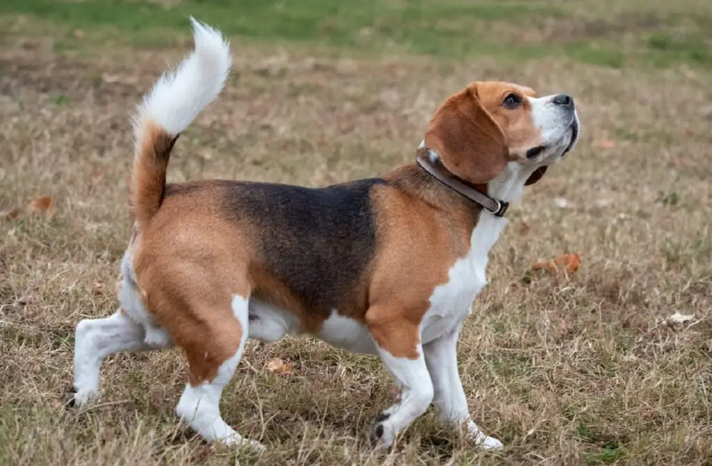 quel chien a le moins de problèmes de santé
