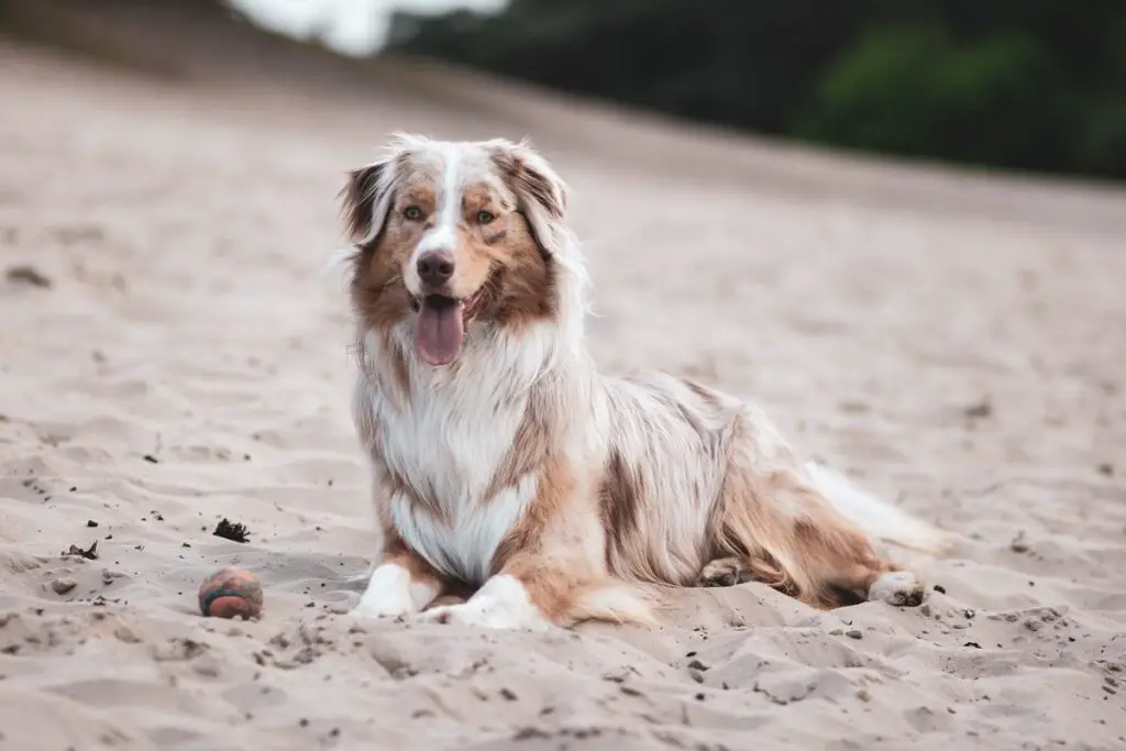 races de chiens en bonne santé
