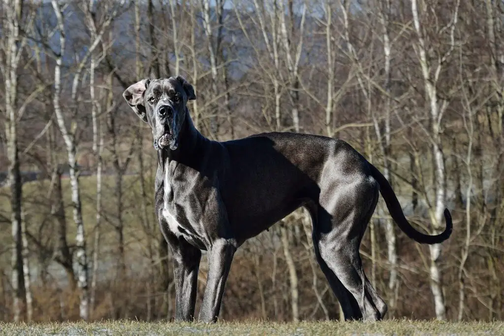 races de chiens ayant le moins de problèmes de santé
