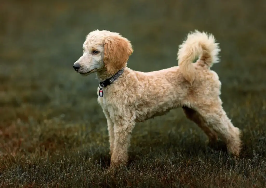 les races de chiens les plus saines et celles qui vivent le plus longtemps
