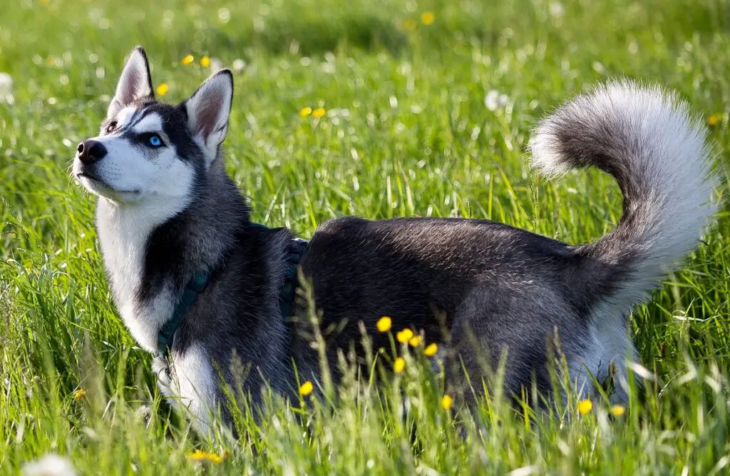 chiens ayant le moins de problèmes de santé
