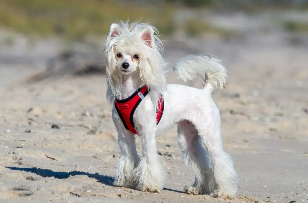 races de chiens ayant le moins de problèmes de santé
