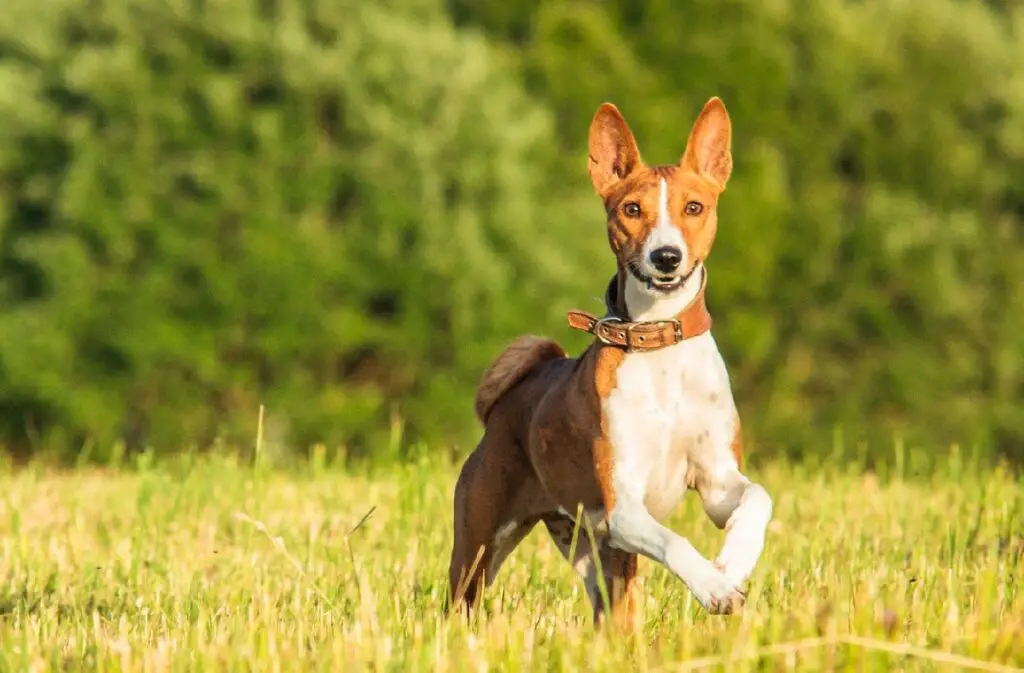 quelle est la race de chien la plus saine
