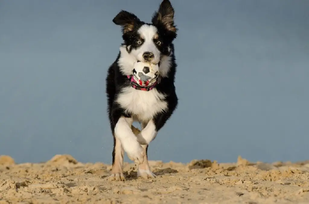 chien en bonne santé
