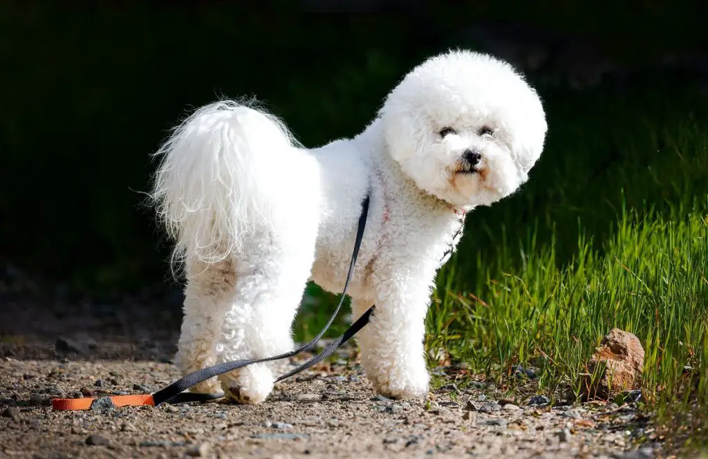 chiens de petite race en bonne santé
