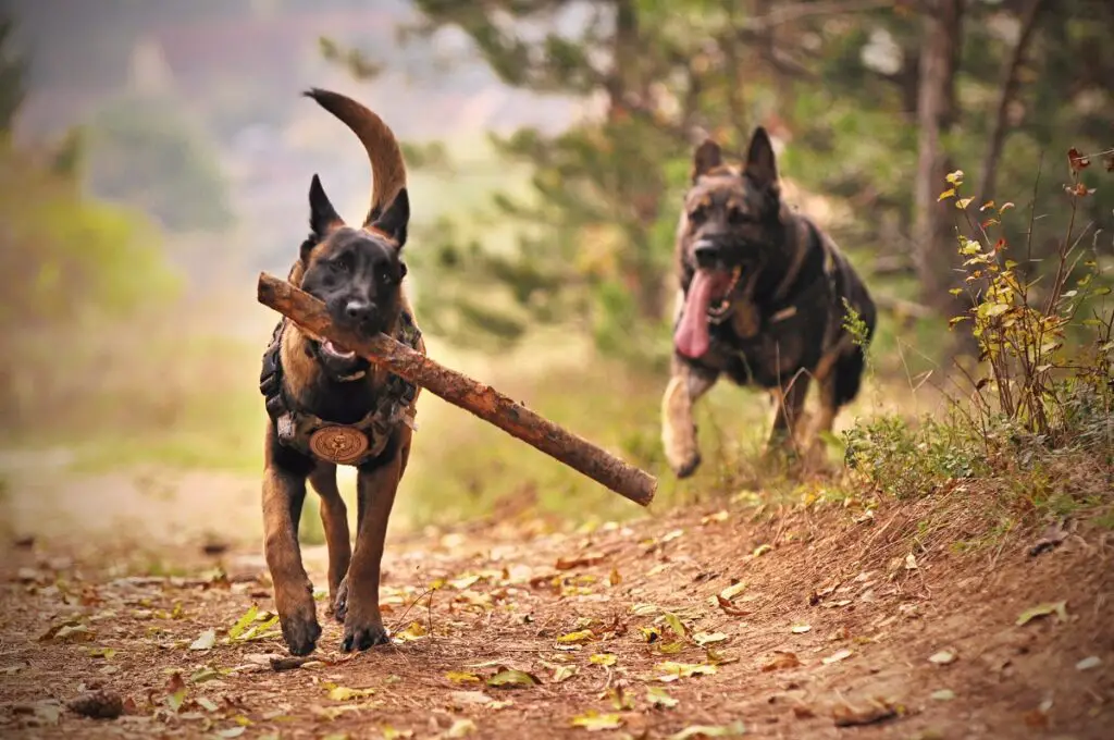 quelle race de chien a le moins de problèmes de santé
