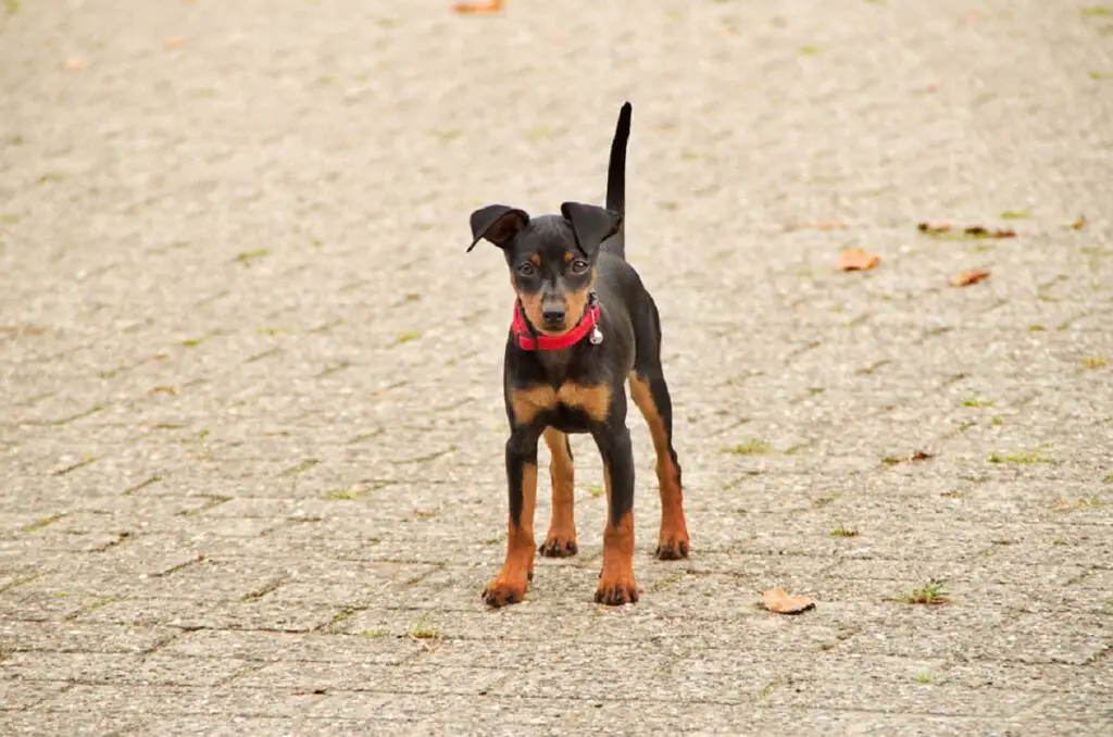 chiens à poils courts
