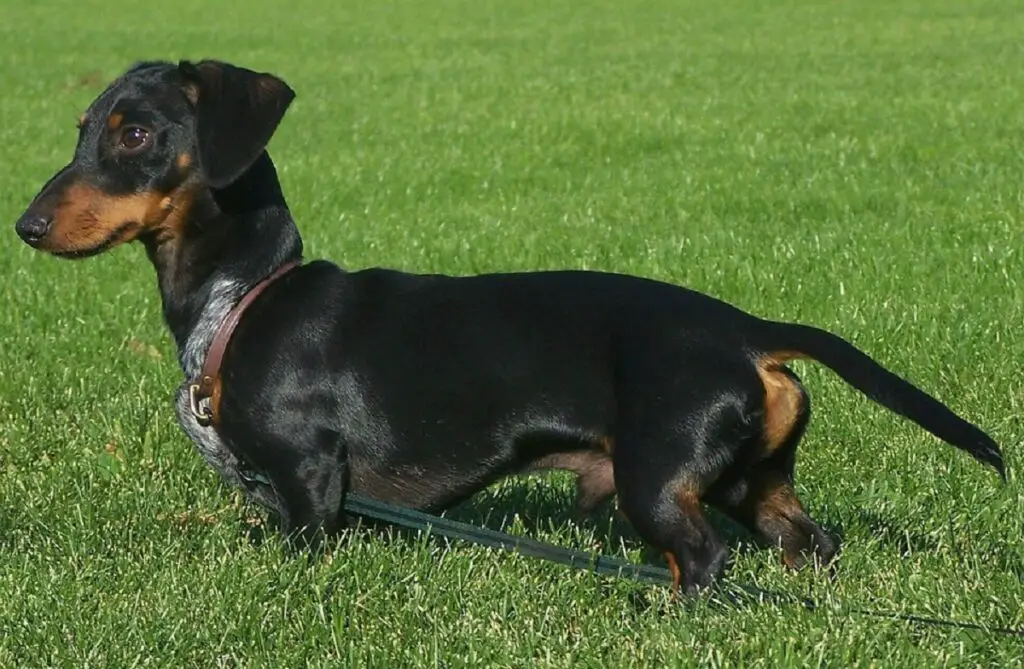 chiens à poils courts
