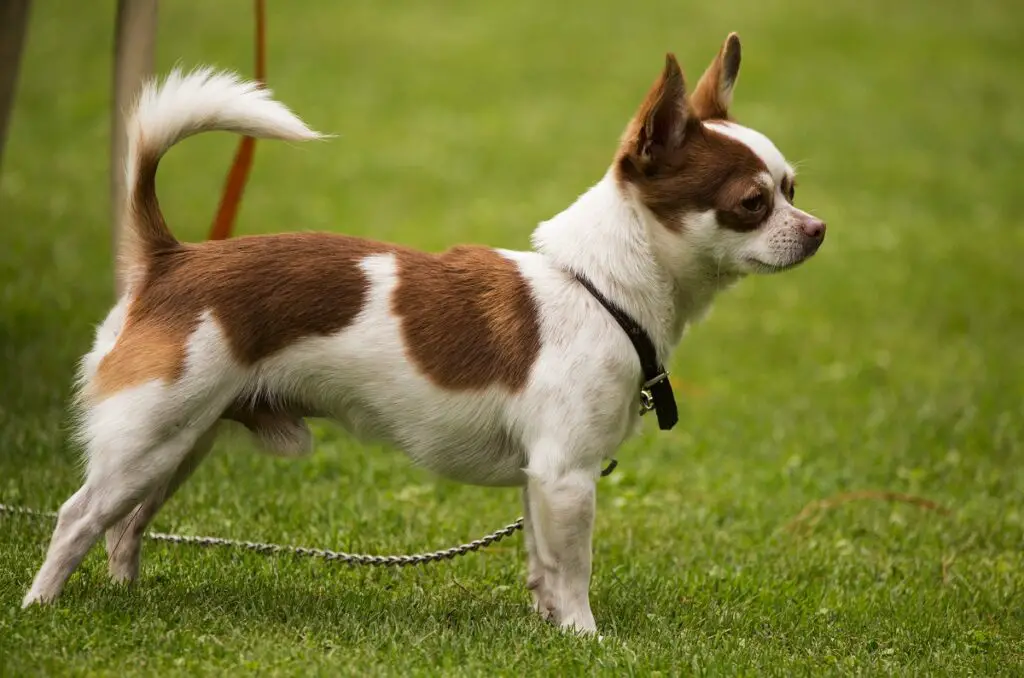 races de chiens à poils courts
