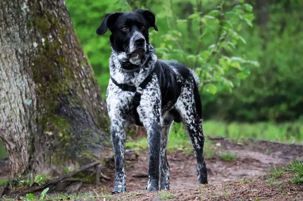 chien de taille moyenne à poils courts
