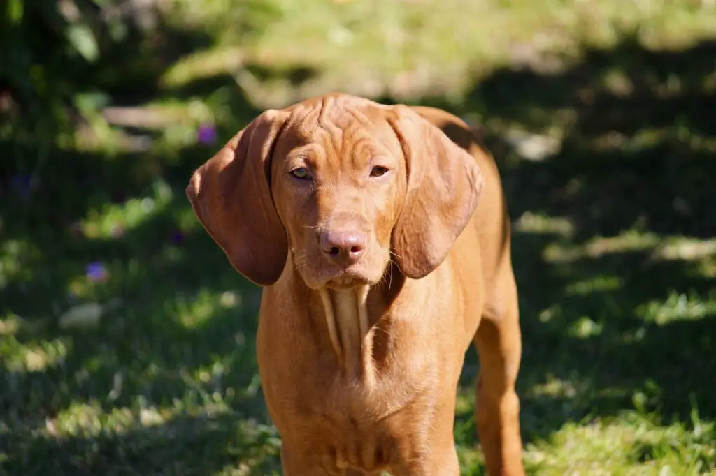 chien cheveux courts
