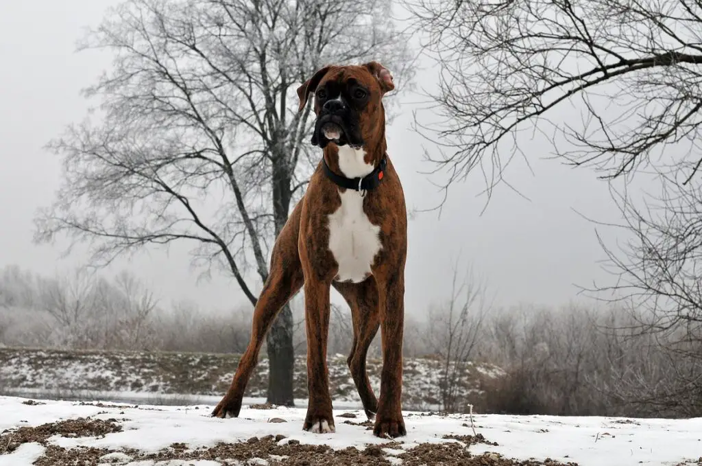 chien à poil court de grande taille
