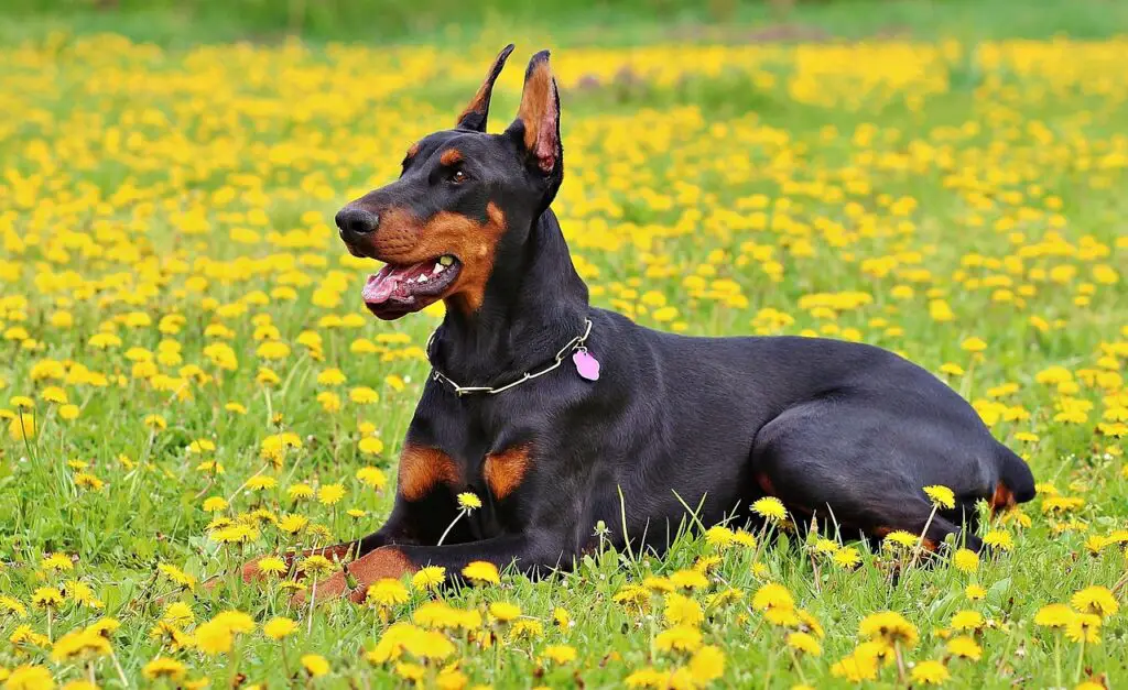 Dobermann Pinscher