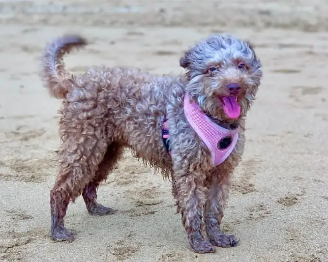 mélange de races de chiens caniche