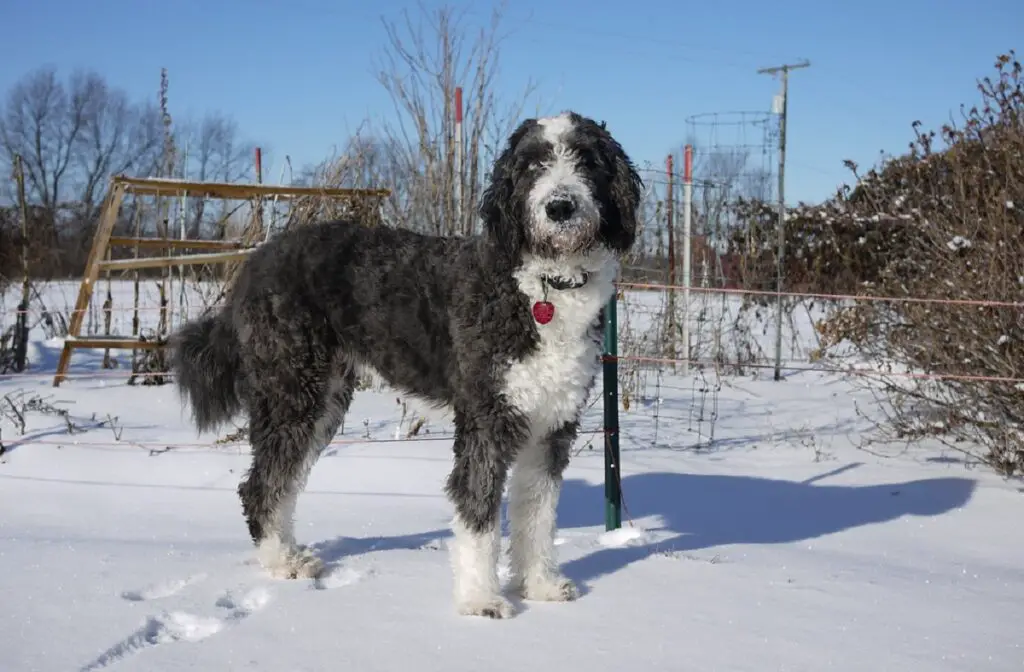 races de chiens de griffonnage
