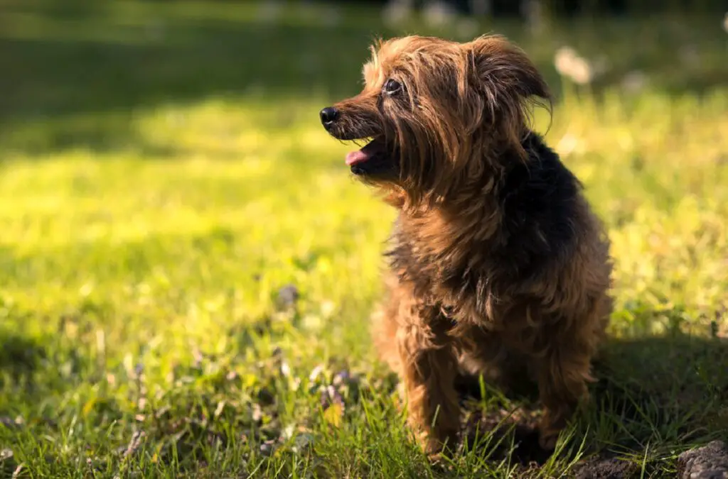 types de chiens de griffonnage
