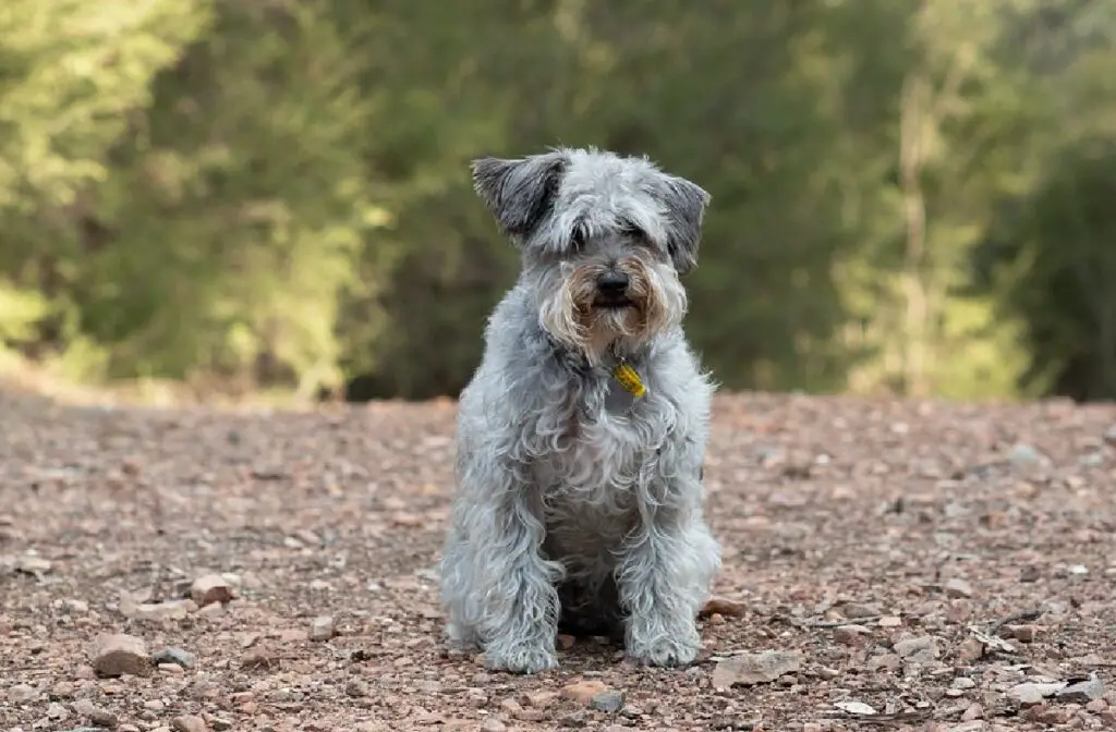 qu'est-ce qu'un chien doodle
