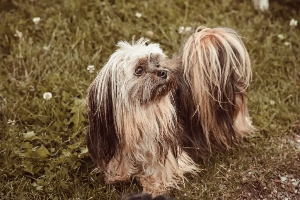 chien à poils longs
