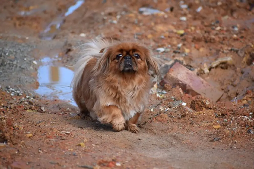 petites races de chiens à poils longs
