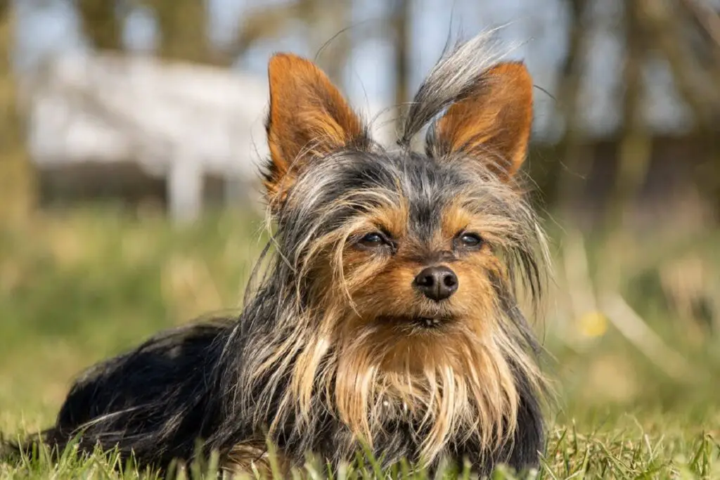 terrier à poil long
