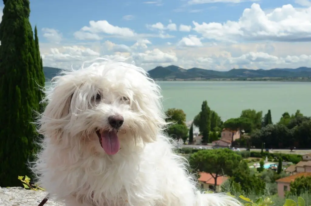 chien d'exposition aux cheveux longs
