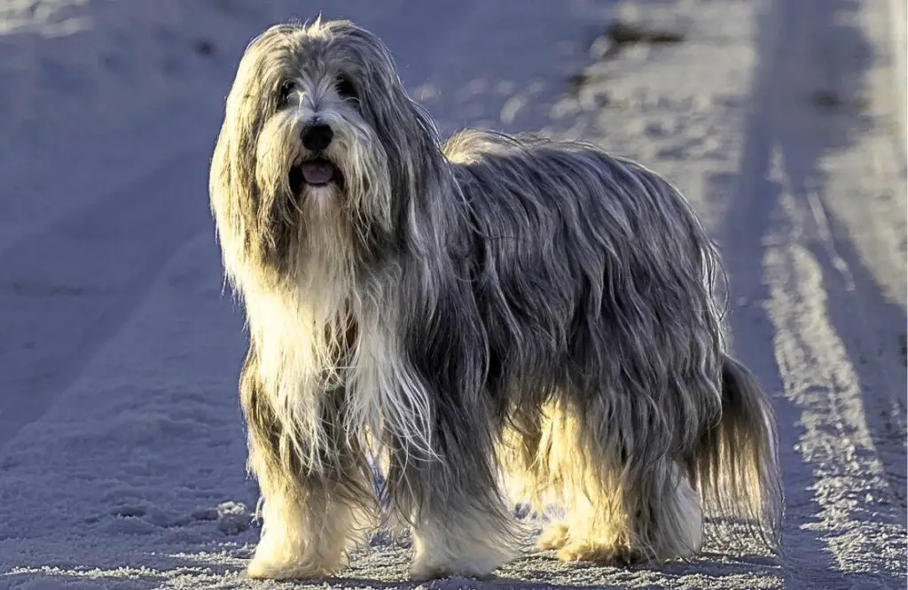 chien avec beaucoup de poils
