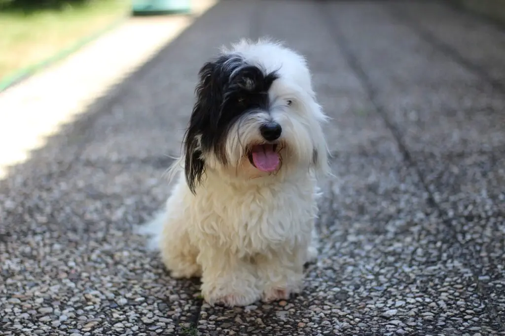 races de chiens poilus
