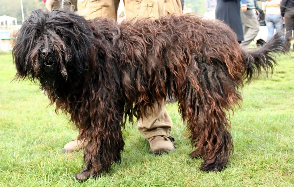 chien à poil long
