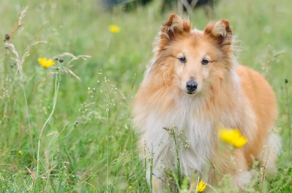 grand chien races cheveux longs
