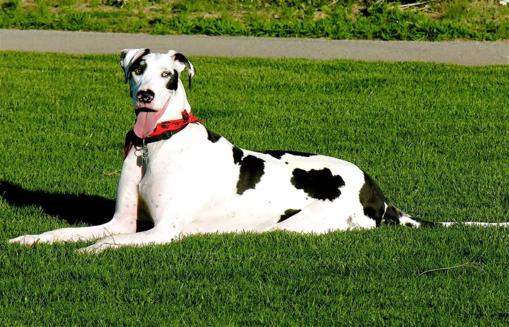 gros chien noir et blanc
