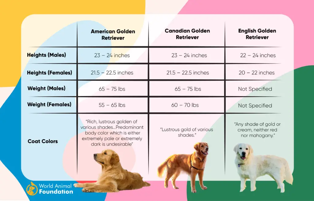 3 types de golden retrievers
