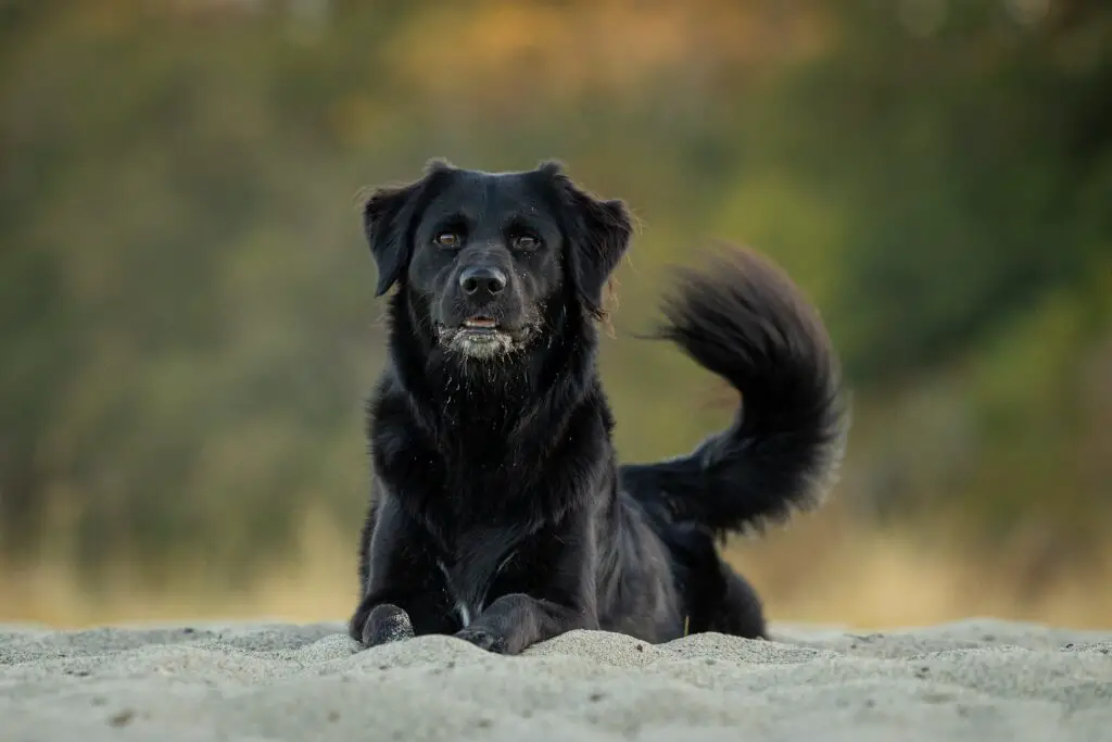 Golden Retrievers noirs