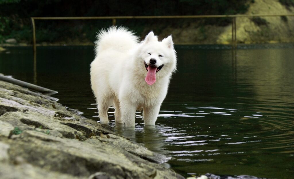 Races de chiens de 40 livres
