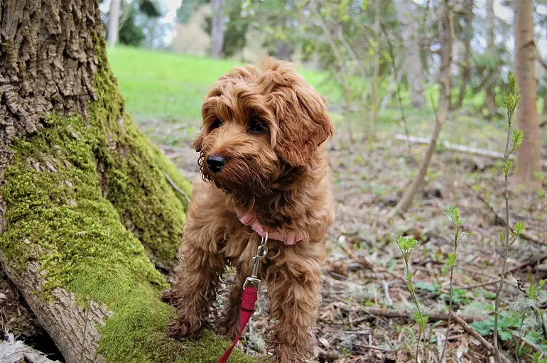 mini labradoodle - avis
