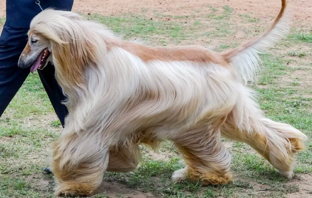 races de chiens maigres