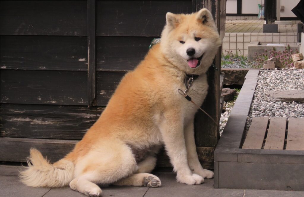 qu'est-ce qu'un chien-loup
