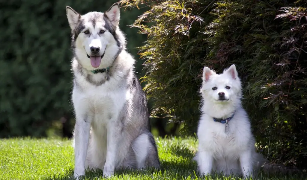 Alaskan Dog Breeds 2